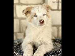 Border collie Male From Russia