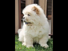 Chow Chow Male From Russia With FCI documents