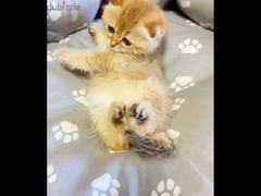 Scottish fold kitten Female From Russia