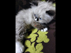 قطة راغدول بيور عيون زرقا - 1
