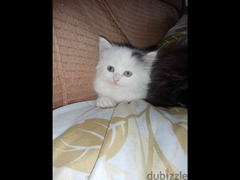 قطط شيرازي للبيع - 2