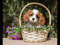 Cavalier King Charles spaniel Female From Russia - 3