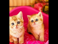 Imported British Straight Kittens From Russia - 3