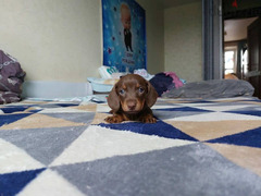 Chocolate Dachshund From Russia - 3