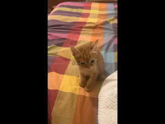 Egyptian Mau kitten for adoption - 3