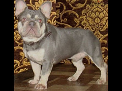 French bulldog Merle Male From Russia - 3