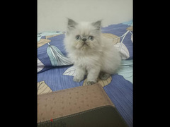 Cute persian kitten - white cream colored. 3 Months - 4