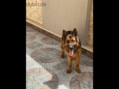 Imported male German Shepherd dog, 100% purebred - 3