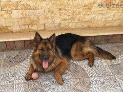 Imported male German Shepherd dog, 100% purebred - 4