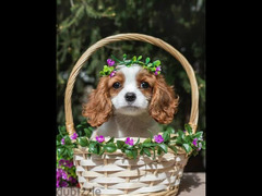 Cavalier King Charles spaniel Female From Russia - 4