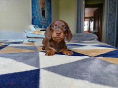 Chocolate Dachshund From Russia - 4