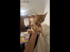 Egyptian Mau kitten for adoption - 4