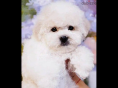 Puppet Bichon frise Male From Russia