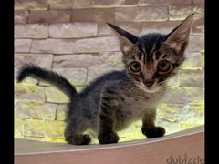 Cute tabby kitten. Trained to litter box. Clear and calm boy. - 4