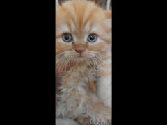 قطط هيمالايا وبيكي فيس