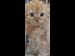قطط هيمالايا وبيكي فيس - 2
