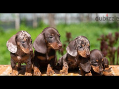 Mini Dachshund Puppies Fci 2 Months - 5