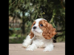 Cavalier King Charles spaniel Female From Russia - 5