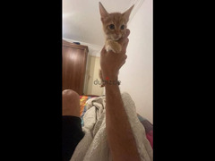 Egyptian Mau kitten for adoption - 5