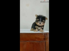 teacup Yorkshire male puppy vaccinated يورك شير متطعم بالشهاده 50 يوم