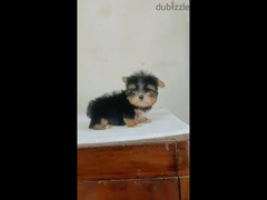 teacup Yorkshire male puppy vaccinated يورك شير متطعم بالشهاده 50 يوم - 2