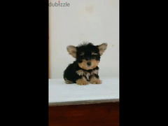 teacup Yorkshire male puppy vaccinated يورك شير متطعم بالشهاده 50 يوم - 4
