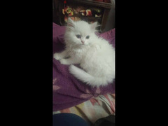 قطة شيرازى بيور شهرين - 5