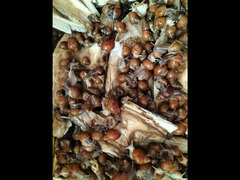 african snail wild color for sale - 5