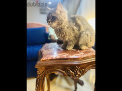 قط شيرازي رمادي اللون - 6