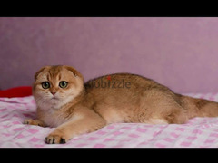 Scottish fold cat Golden Chinchilla From Russia - 6