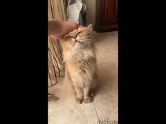 cat for adoption - 6
