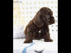available for sale top quality American cocker puppies - 6