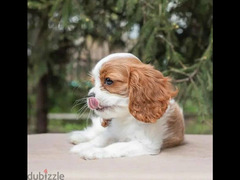 Cavalier King Charles spaniel Female From Russia - 6