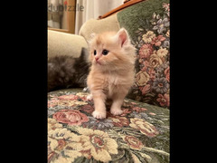 احلي قطط شيرازي وهيمالايا شوكليت في مصر بيور اب بولندي - 6