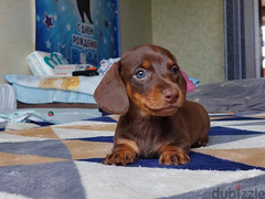 Chocolate Dachshund From Russia - 6