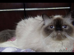 قطة هيمالايا شوكليت بيكي فيس زرار - 6