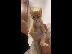 Egyptian Mau kitten for adoption - 6