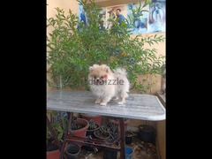 Pomeranian puppy female vaccinated 54 days vaccinated بوميرانيان