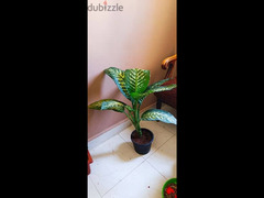 نبات دفنباخيا - 2