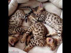 Bengal Kittens قطط بنغالي صغيرة