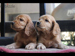 cocker spaniel puppies 40 days  جراوي كوكر بيور