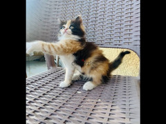 قطه كاليكو شيرازى بيور عمر شهرين - 2