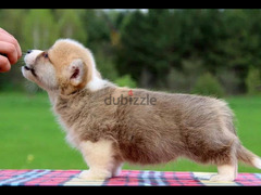 Pembroke Welsh Corgi Puppy Male From Russia - 2