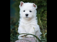 west highland white terrier Male From Russia