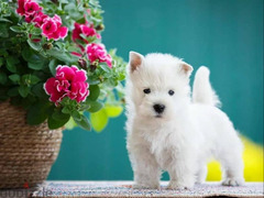 west highland white terrier Male From Russia - 2