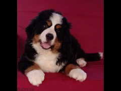 Bernese mountain dog Boy With FCI documents - 1