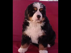 Bernese mountain dog Boy With FCI documents - 2