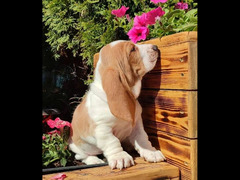 Cute Basset hound Puppy Male From Russia - 2