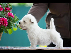 west highland white terrier Male From Russia - 3