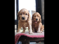 cocker spaniel puppies 40 days  جراوي كوكر بيور - 3